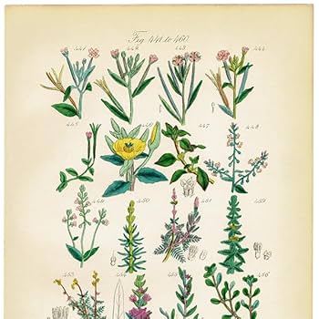 Amazon.co.jp: イギリス アンティーク ボタニカルアート植物画